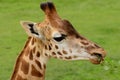 Giraffe eating a branch Royalty Free Stock Photo