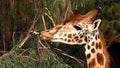 Giraffe eating bushes from a tree close-up