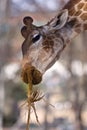 Giraffe eating dry grass