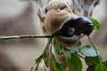 Giraffe eating