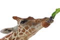 Giraffe Eating Royalty Free Stock Photo