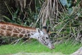 Giraffe eating grass Royalty Free Stock Photo