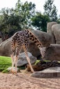 Giraffe eating grass