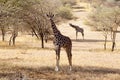 Giraffe eating grass in the African savanna Royalty Free Stock Photo