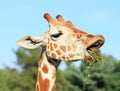 Giraffe eating grass and dirt Royalty Free Stock Photo