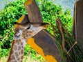 Giraffe eating grass Royalty Free Stock Photo