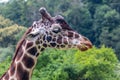 giraffe eating grass - giraffe head, green trees in the background Royalty Free Stock Photo