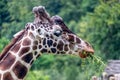 giraffe eating grass - giraffe head, green trees in the background Royalty Free Stock Photo