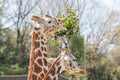 Giraffe eating grass and leaf in basket. Royalty Free Stock Photo