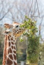 Giraffe eating grass and leaf in basket. Royalty Free Stock Photo