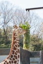 Giraffe eating grass and leaf in basket. Royalty Free Stock Photo