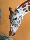 Giraffe eating grass Royalty Free Stock Photo