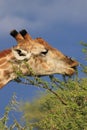 Giraffe eating green acacia leaves moremi game reserve Royalty Free Stock Photo