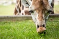 Giraffe eating green grass . Royalty Free Stock Photo