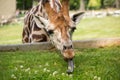 Giraffe eating green grass . Royalty Free Stock Photo