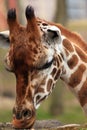 African giraffe eating from a rock portrait Royalty Free Stock Photo