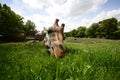 Giraffe eating green grass in the sun Royalty Free Stock Photo