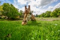 Giraffe eating green grass in the sun Royalty Free Stock Photo