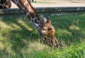 Giraffe eat green grass in the Zoo. Close-up Royalty Free Stock Photo