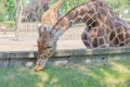 Giraffe eating green grass in the Zoo in summer. Close-up Royalty Free Stock Photo