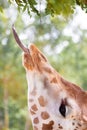 Giraffe eating green leaves Royalty Free Stock Photo