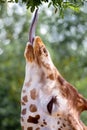 Giraffe eating green leaves Royalty Free Stock Photo