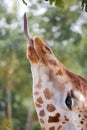 Giraffe eating green leaves Royalty Free Stock Photo