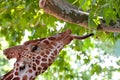 Giraffe eating green leaves on the tree Royalty Free Stock Photo