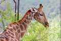 Giraffe eating green leaves from tree Royalty Free Stock Photo