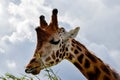 Giraffe eating Royalty Free Stock Photo