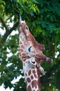 Giraffe eating