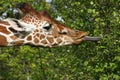 Giraffe eating leafs