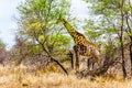 Giraffe eating the leafs of the few green trees In Kruger National Park Royalty Free Stock Photo