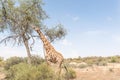 Giraffe eating leafs Royalty Free Stock Photo