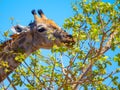 Giraffe eating leafs from the tree Royalty Free Stock Photo