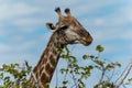 Giraffe eating leafs Royalty Free Stock Photo