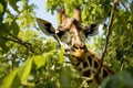 a giraffe eating leafy branches in a silviculture initiative