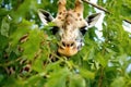 a giraffe eating leafy branches in a silviculture initiative Royalty Free Stock Photo