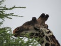 giraffe eating the leaves of an acacia tree Royalty Free Stock Photo