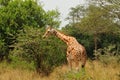 Giraffe eating leaves from a bush in Uganda, Africa Royalty Free Stock Photo