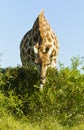 Giraffe eating leaves off a low bush Royalty Free Stock Photo