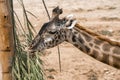 Giraffe eating leaves at San Diego Safari Park Royalty Free Stock Photo