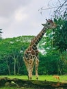 A giraffe eating leaves, Taman Safari Prigen, Indonesia
