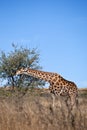 Giraffe eating leaves in tree Royalty Free Stock Photo