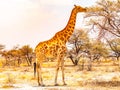 Giraffe eating leaves from tree Royalty Free Stock Photo