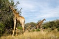 Giraffe eating leaves of the tree. South Africa safari animals. Royalty Free Stock Photo