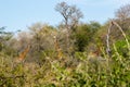 Giraffe eating leaves of the tree. South Africa safari animals.