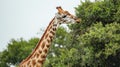 A giraffe is eating leaves from a tree Royalty Free Stock Photo