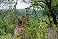 Giraffe eating Royalty Free Stock Photo