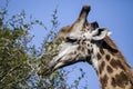 Giraffe eating leaves from trees in the African savanna of South Africa with its long tongue Royalty Free Stock Photo